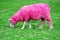 Pink Sheep