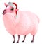 Pink sheep