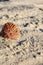 Pink shell in sand