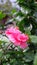 Pink shoeblack plant flower