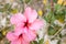 Pink shoeblackplant flower close up, China rose, Hibiscus rosa-sinensis, Chinese hibiscus, rose mallow, Hawaiian hibiscus