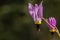 Pink shooting star Dodecatheon wildflower