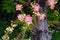 Pink shorea robusta branch or cannonball tree flowers hanging on tree under view