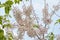 Pink shower flower or wishing tree tropical plant blooming in park