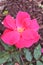 Pink shrub rose blooms with morning dew