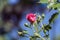 Pink shrub rose and unblown buds