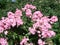 Pink shrub roses. Pink Felicia roses. Pink roses background. Hybird musk roses