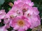 Pink shrub roses. Pink Felicia roses. Pink roses background. Hybird musk roses