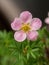 Pink Shrubby Cinquefoil flower, Latin name Potentilla fruticose