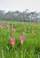 Pink Siam Tulip field