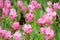 Pink siam tulip flower in tulip garden