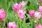 Pink siam tulip flower in tulip garden