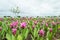 Pink Siam Tulip (Patumma) flower garden in cloudy day