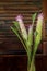 Pink Siam tulip, Summer tulip, Curcuma flowers bouquet.