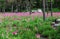 Pink Siam tulips Curcuma alismatifolia blooming in the field