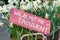 Pink sign in a basket of daffodils saying `Will you marry me?` in Dutch `Wil je met me trouwen