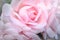 Pink silky rose