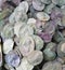 Pink Silver Dollar Seeds Flower Plant Garden Round