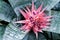 Pink Silver Vase Bromeliad