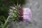 Pink silybum marianum, milk