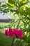 Pink single azalea / rhododendron flower