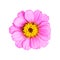 Pink Single Flower Isolated