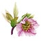 Pink single hellebore flower in the full bloom with green leaves watercolor illustration. Beautiful tender spring and winter bloom