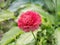 Pink single ranunculus flower