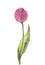 Pink single tulip on white background, watercolor illustrator