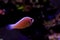 Pink Skunk Clownfish - Amphiprion perideraion