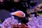 Pink Skunk Clownfish - Amphiprion perideraion