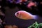 Pink Skunk Clownfish - Amphiprion perideraion