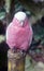 Pink sleepy parrot