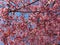 Pink Small Cherry Blossoms in Early March