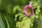 Pink small chrysanthemum