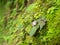 Pink small flower on a moss overgrown wall