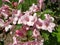 Pink small flowers on a flowerbed in the garden. Many flowering plants