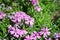 Pink small flowers and new green leaves horizontal organic background