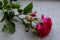 Pink small rose with rosebuds isolated on grey background.