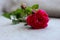 Pink small rose with rosebuds isolated on grey background.