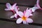 Pink smooth Plumeria bloom flower object background
