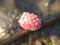 pink snail eggs