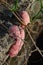 Pink snail eggs