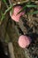 Pink snail eggs