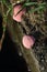 Pink snail eggs