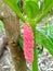 Pink snail eggs on a small tree