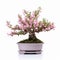 Pink Snapdragon Bonsai Tree In Naturalistic Proportions