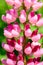 Pink Snapdragon Flower