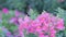 Pink Snapdragon flower and green leaf in snapdragon flower garden at sunny summer or spring day. Snapdragon flower.