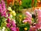 Pink snapdragon and many multicoloured flowers